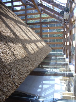 ハコイリミンカ1